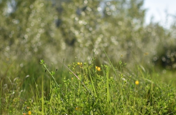 Estanque L'Olla del Rei
