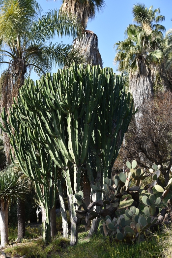 Jardines de Mosen Costa Llobera