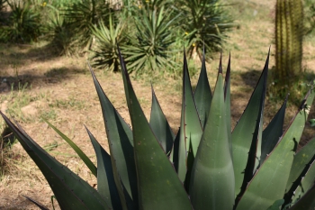 Jardines de Mosen Costa Llobera