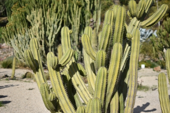 Jardines de Mosen Costa Llobera